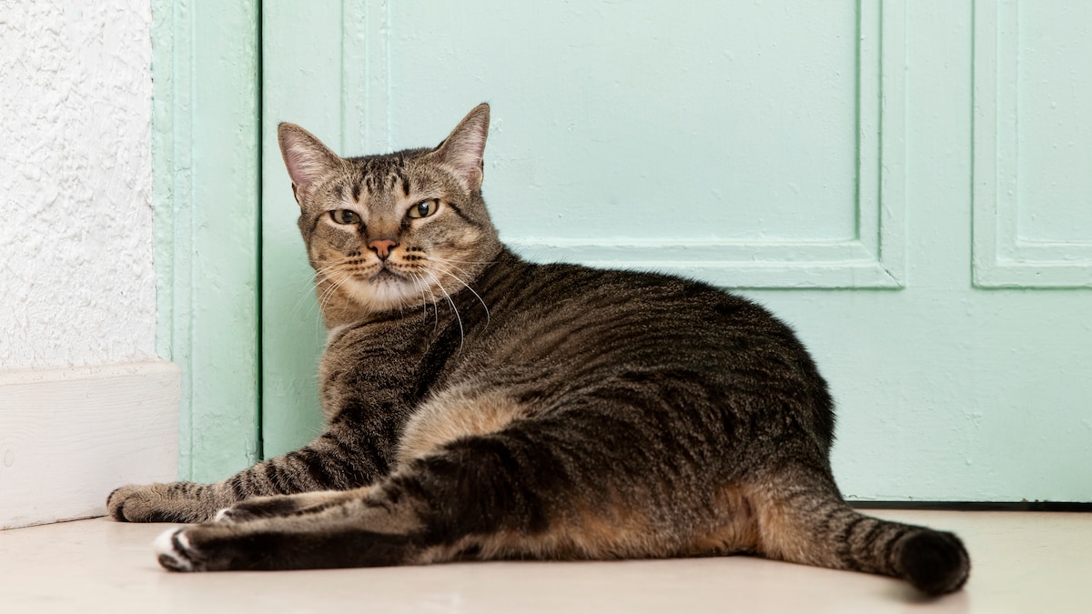 Alerta por Sporothrix brasiliensis: primer registro en Uruguay y riesgo zoonótico