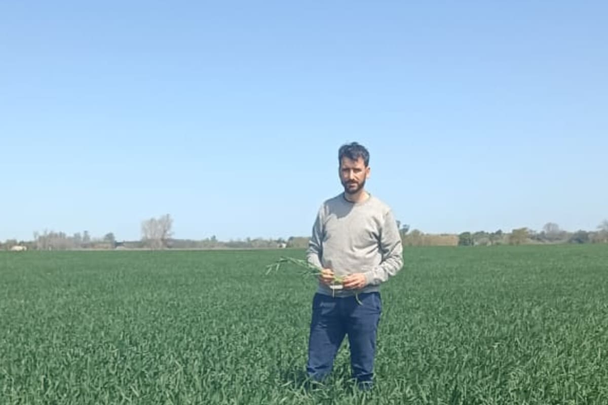 Baja de retenciones al trigo y cebada: alivio acotado antes de la siembra