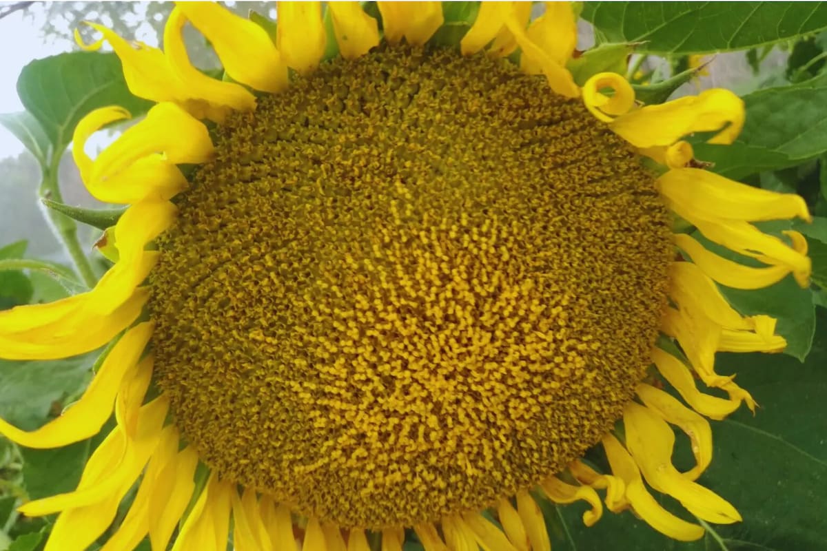 Bajar retenciones al girasol: cuánto puede aportar a las exportaciones y qué faltaría para que funcione