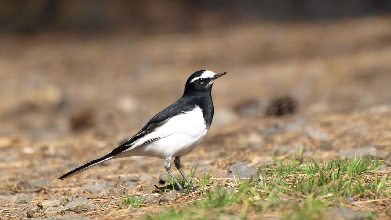 wild bird, bird, nature, wagtail, seguro wagtail