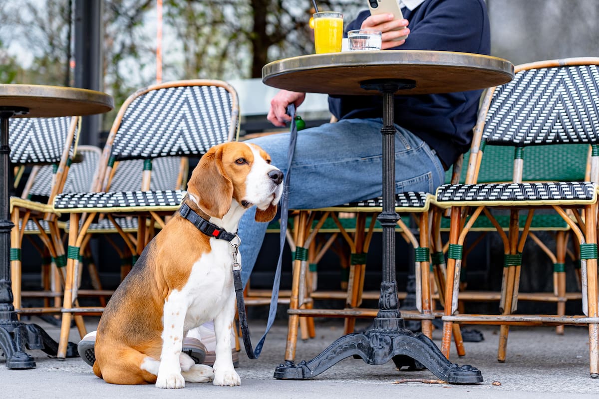 Barrios 'pet friendly' en Buenos Aires: qué funciona y qué falta