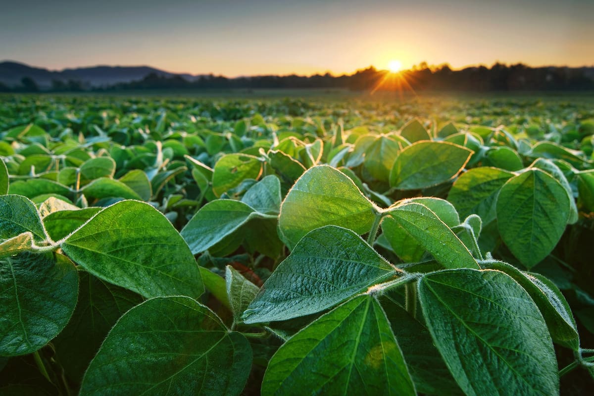 Campaña agrícola 2026/27: diversificar y cubrirse ante la volatilidad