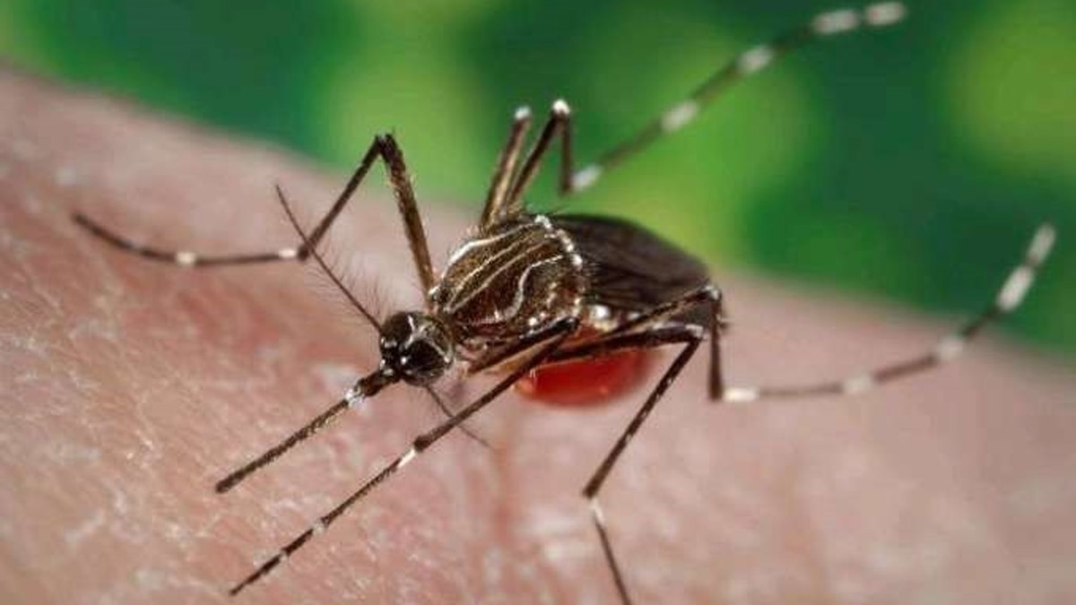 Chikungunya desplaza al dengue: qué sabemos y qué pedir a las autoridades