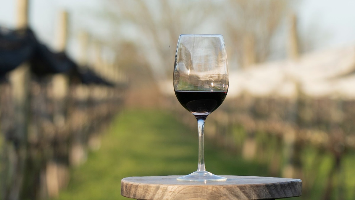 Crisis del vino: la tormenta de 2025 que puso en jaque a Mendoza