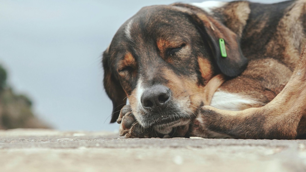 Diabetes en perros: detección tardía, riesgo ligado al sobrepeso y claves para prevenirla