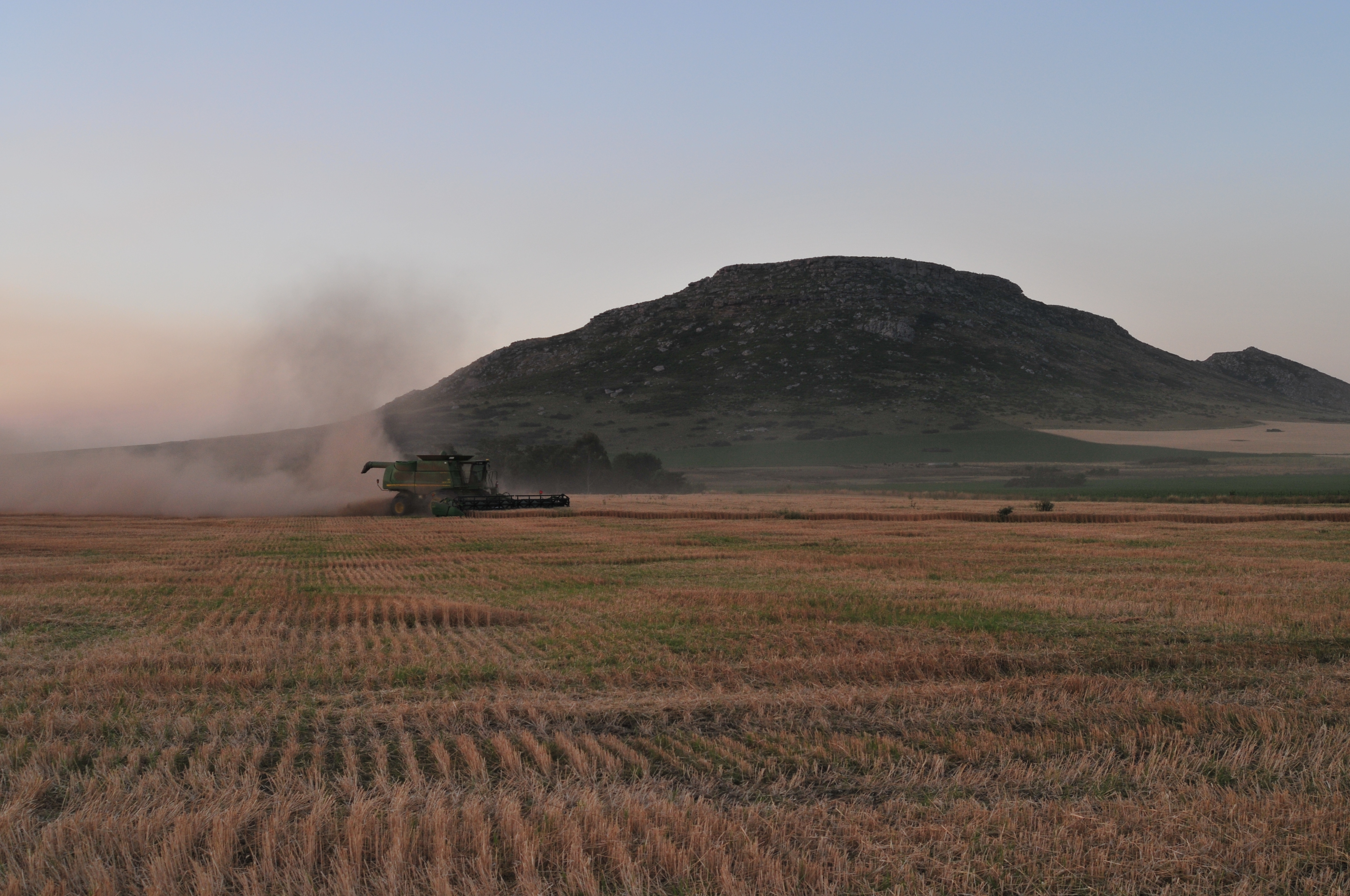 Trilla de trigo en establecimiento sobre el Camino Amarante