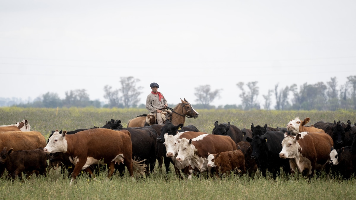 Exportaciones 2025: primarización liderada por soja y bovino