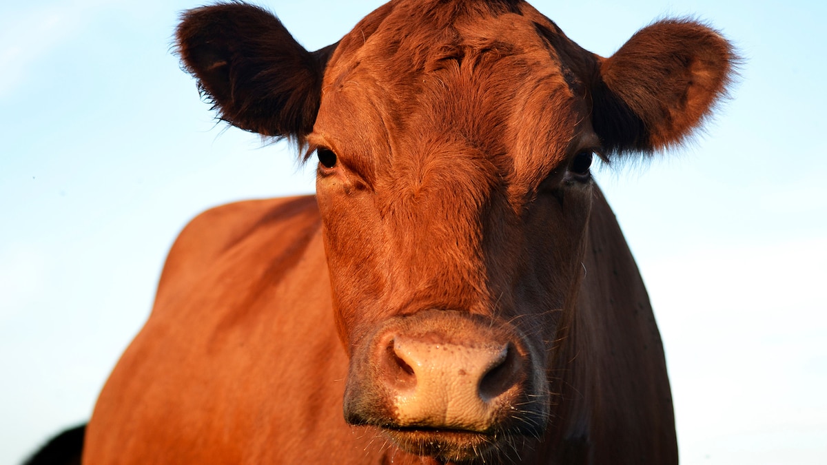 Exportadores cuestionan remates televisados en pleno boom de precios