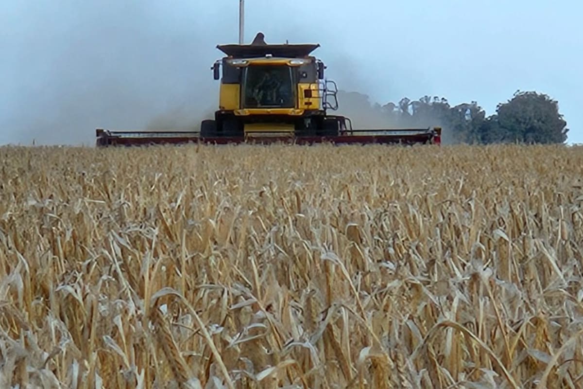 Fertilizantes y agua: la decisión que define si la buena campaña es récord
