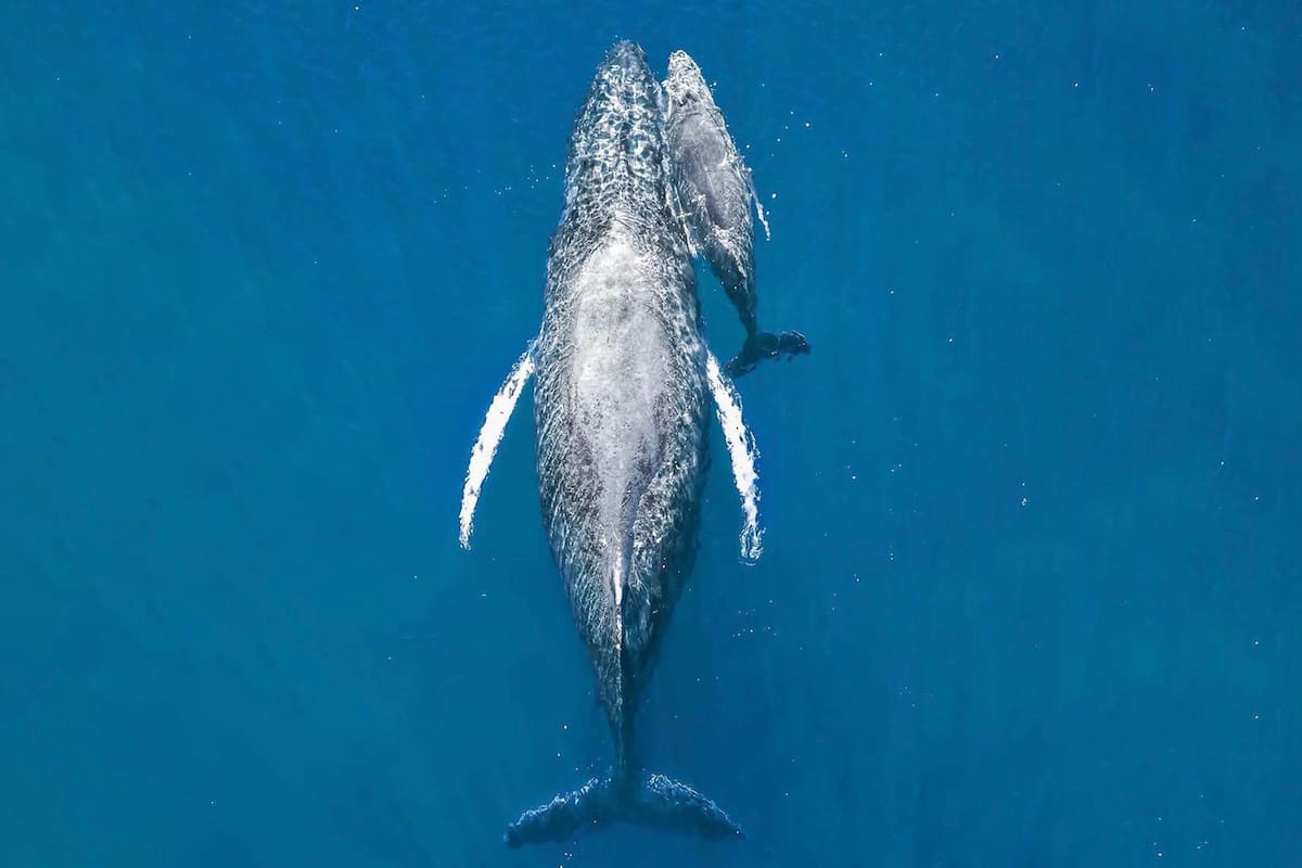 Foto aérea de una ballena y su cría impulsa a un fotógrafo argentino al podio mundial