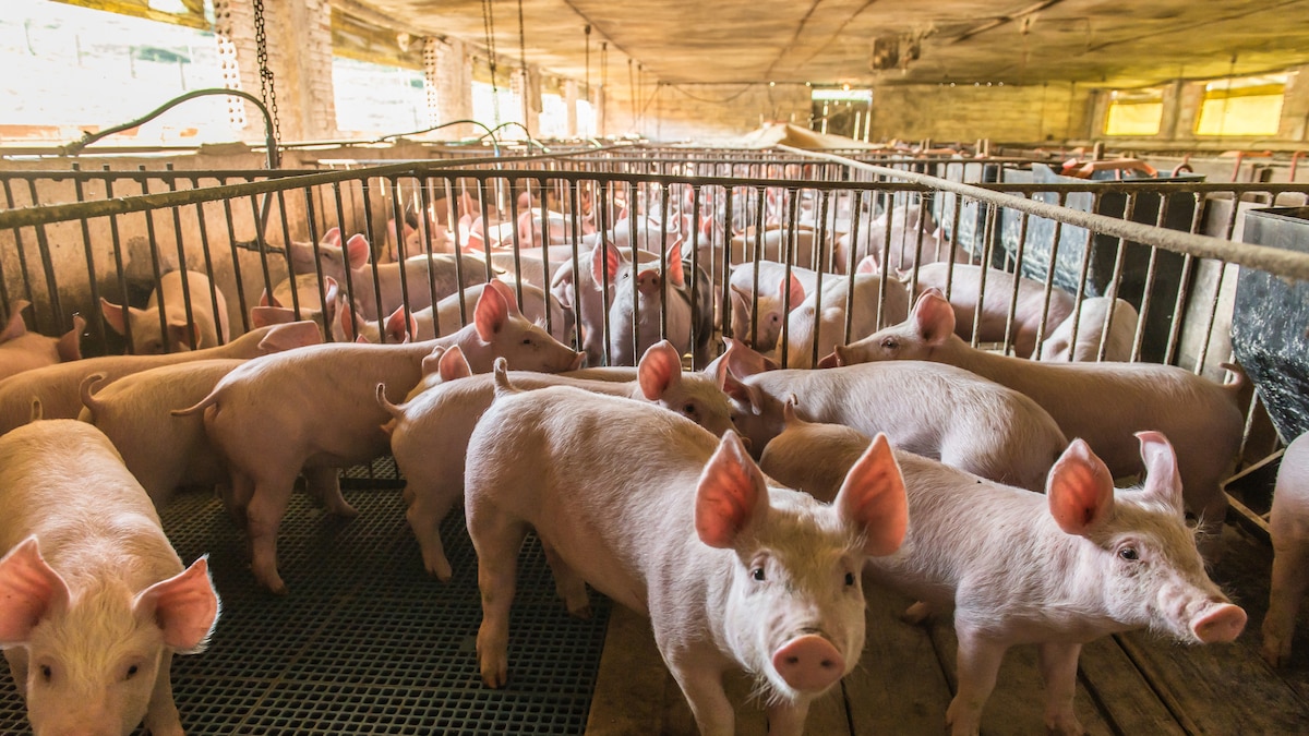 Gotas con exosomas de semen porcino atraviesan la barrera ocular y detienen tumores en ratones