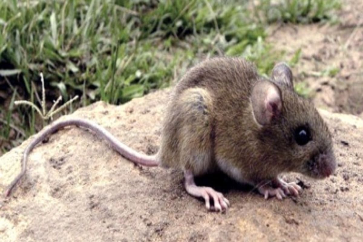 Hantavirus en el MV Hondius: la investigación, los puntos ciegos y lo que exige transparencia