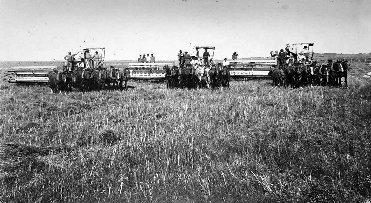 harvest in the partido
