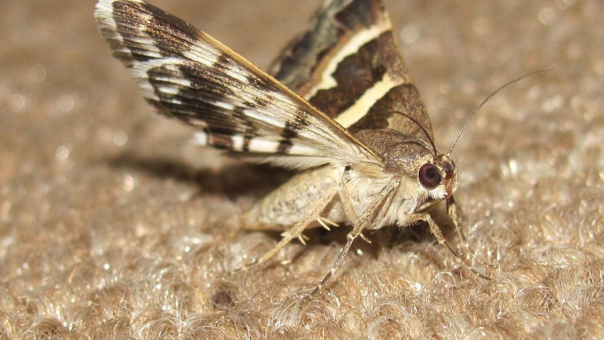 Lavanda y albahaca contra las polillas: alternativa a la naftalina