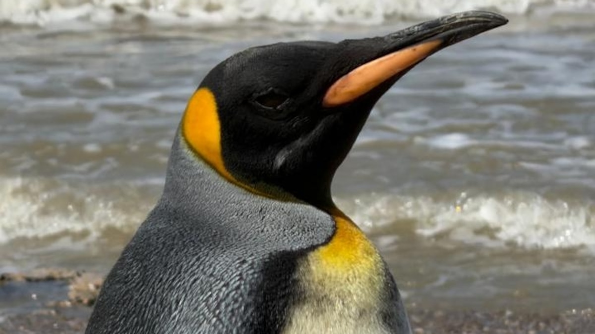 Liberaron al pingüino rey hallado en Vicente López