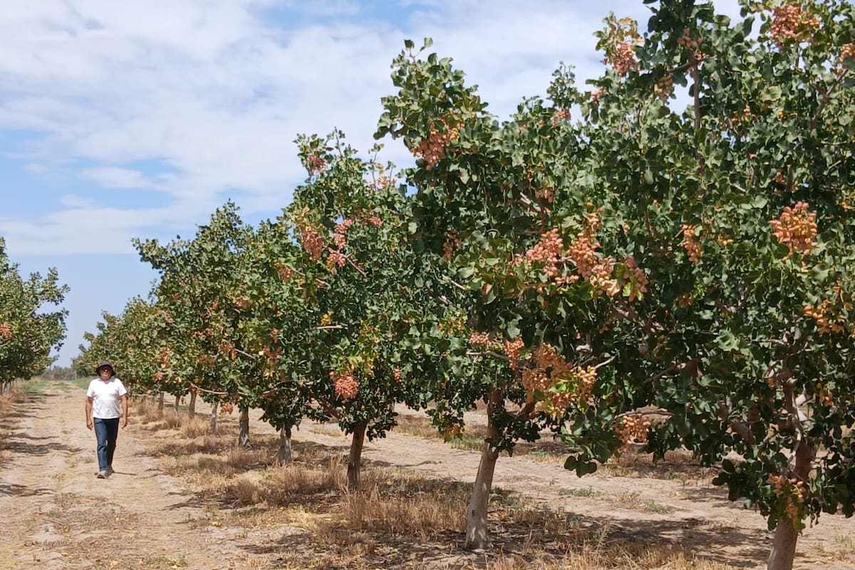 Mendoza: más del 10% de los productores deja el vino y cambia de cultivo