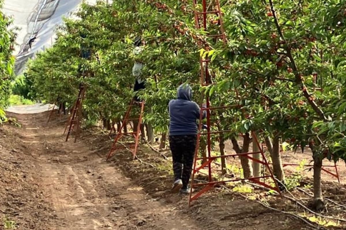 Mendoza: más del 10% de productores ya dejó la vid y busca alternativas