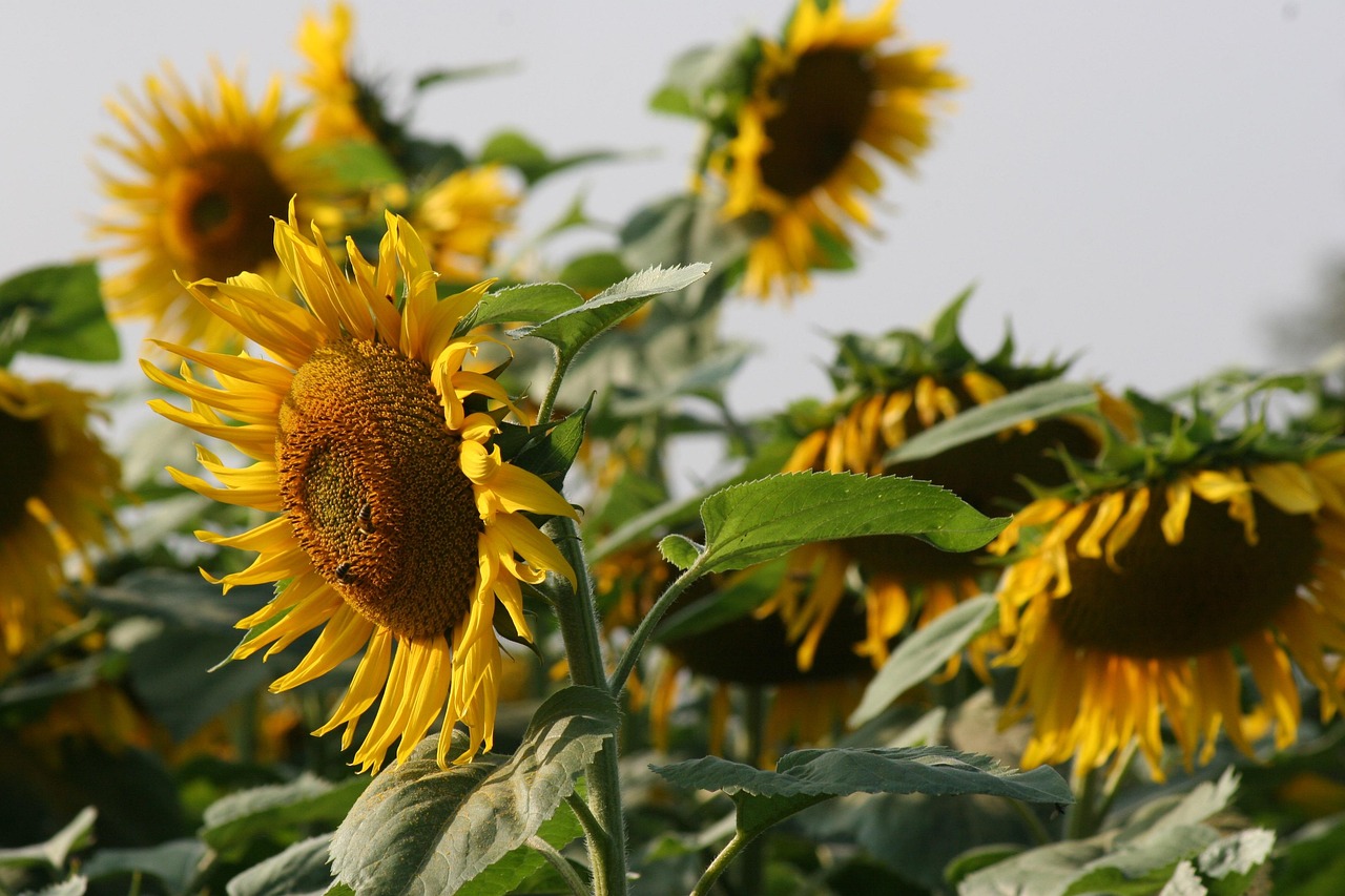 sunflower, blossom, bloom, bright, nature, landscape, sunflowers, field, sunflower, sunflower, sunflower, sunflower, sunflower, sunflowers, sunflowers
