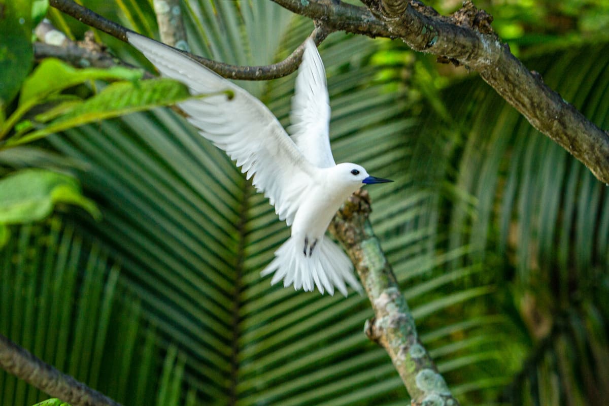 Qué dice el canto de los pájaros en tu casa: señal ecológica y humana