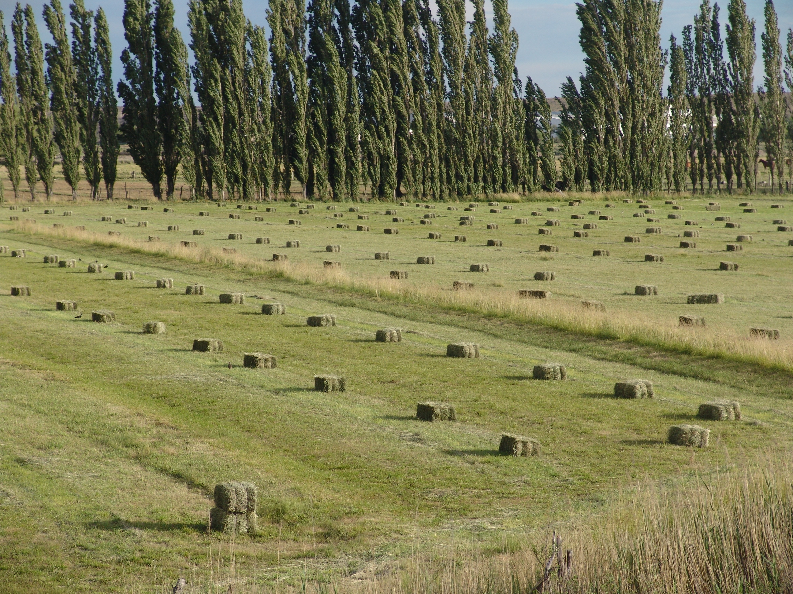 Valle Inferior del Rio Chubut, Argentina