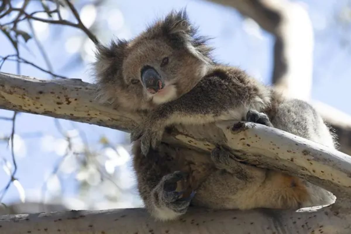 Rescate genético en Isla Canguro: la apuesta para salvar a los koalas