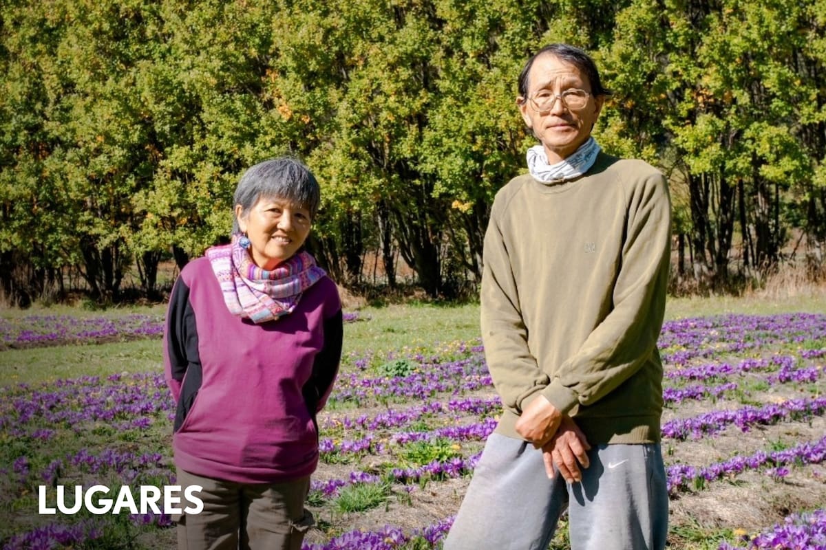 Una pareja en El Bolsón cultiva azafrán a mano después de 18 años de prueba