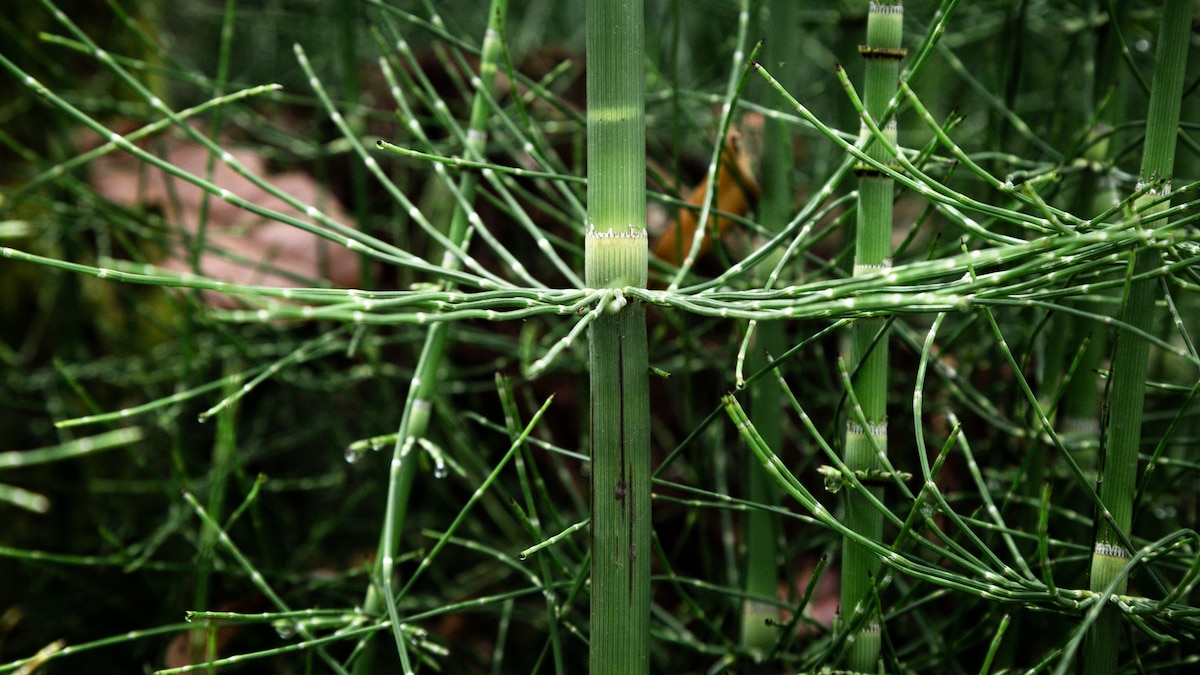 Una planta prehistórica que altera cómo leemos el clima del pasado